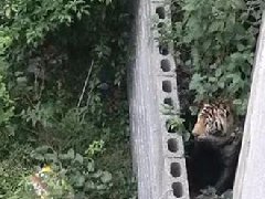 國(guó)慶節(jié)馬戲團(tuán)幼虎出逃，警察持鋼叉合圍